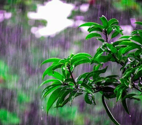 Detail shot of hard rain fall on garden bush