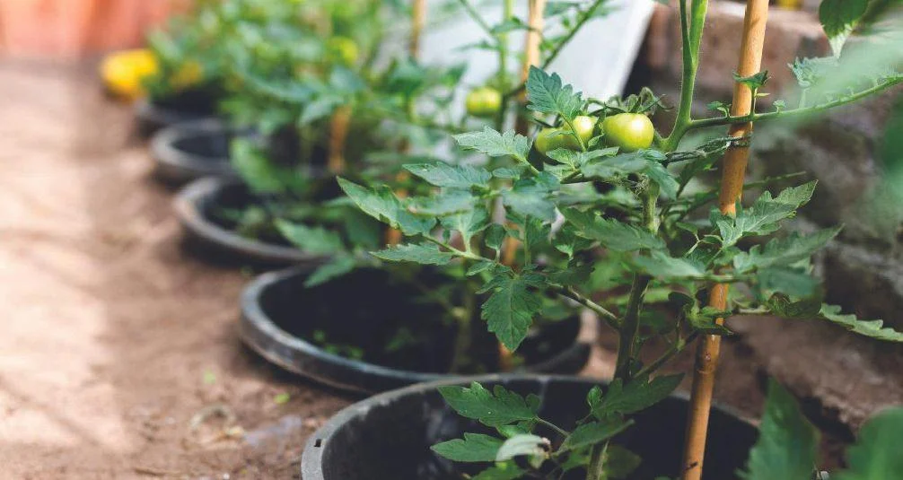 Young tomatos on plant in pot