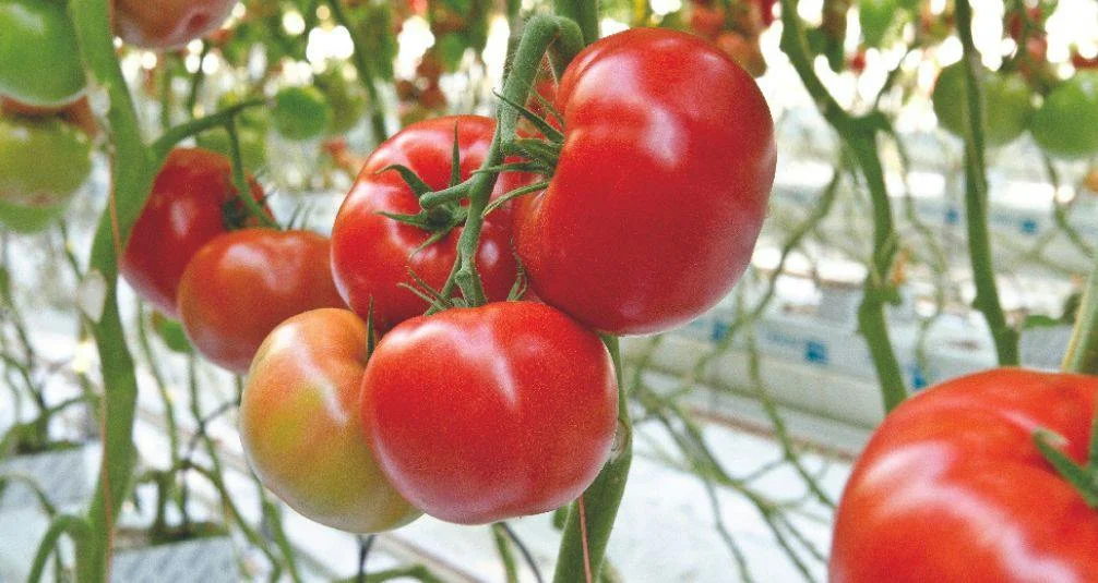 Tomatos growing on vine in greenhouse