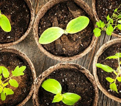 Growing Fruit and Veg