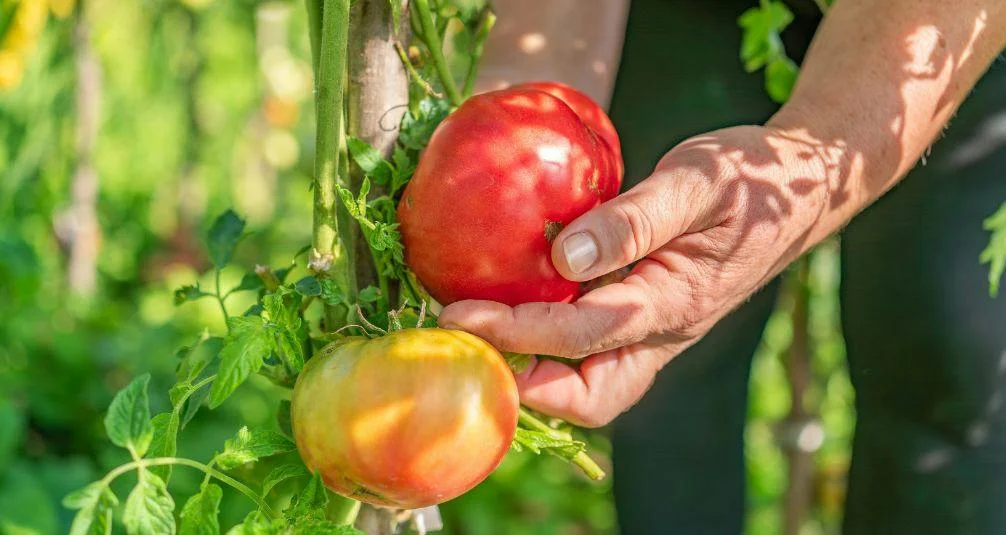 gardening harvest tomoatos
